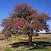 Crataegus monogyna - Hawthorn