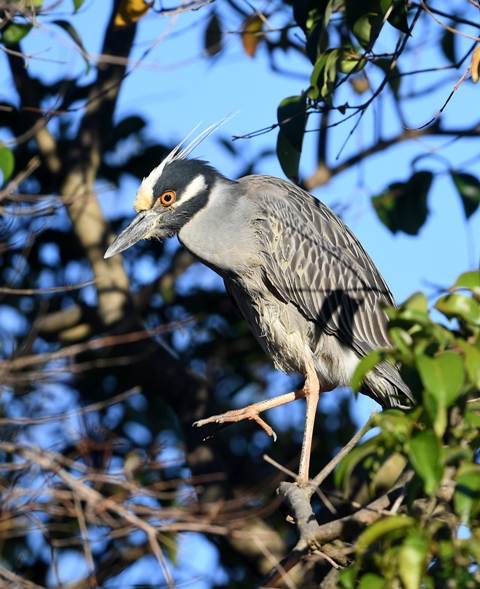 Yellow-crowned Heron
