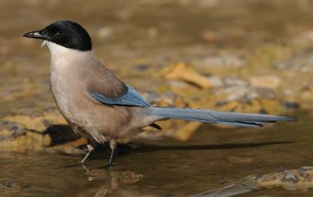 Azure-winged Magpie