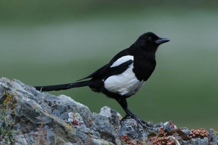 Common Magpie