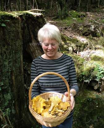 Edible Chanterelle Mushrooms