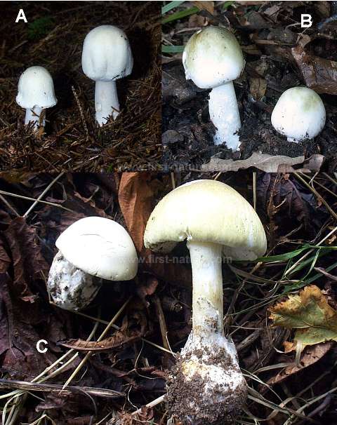 Delicious or deadly - mushrooms identified