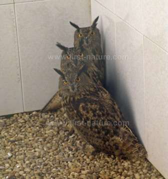 Three Eagle Owls at RIAS