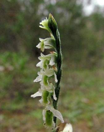 Autumn Lady's-tresses Spiranthes spiralis