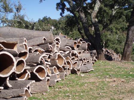 Harvested Cork Oak bark