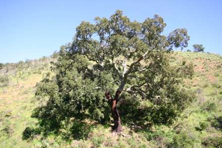 An old oak is an invaluable haven for wildlife