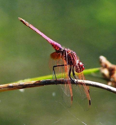 The Dropwing