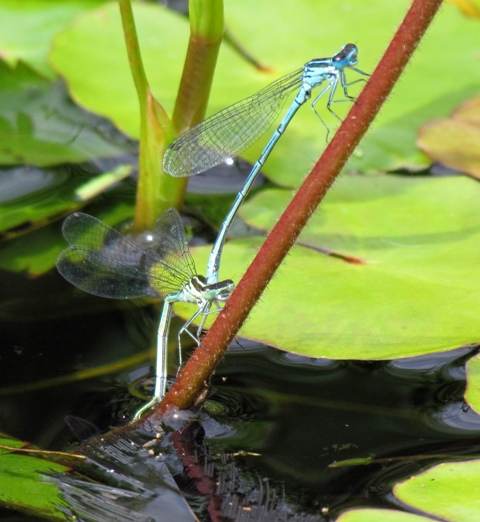 Egg-laying damselflies