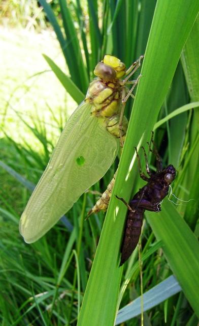 A dragonfly emerges from it's shuck