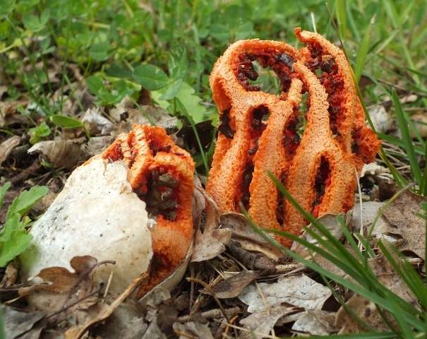 Common Stinkhorn