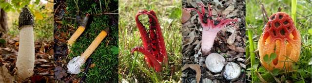 Five different stinkhorns