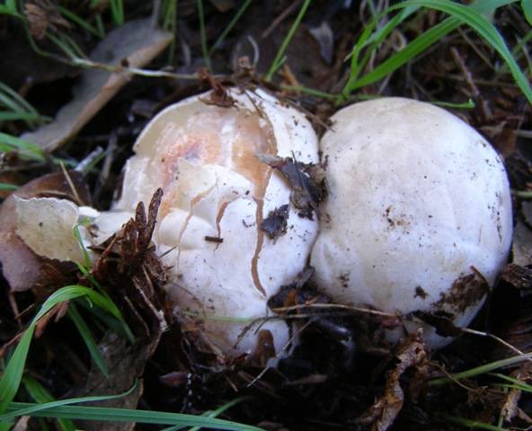 Stinkhorn eggs