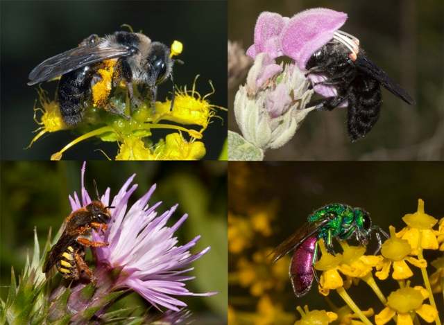 Algarve bee species