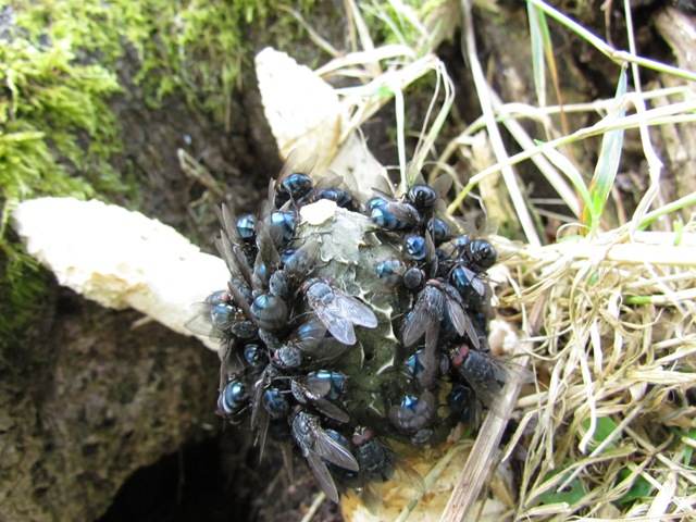 Flies feed on Stinkhorn gleba