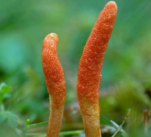 Scarlet Caerpillarclub