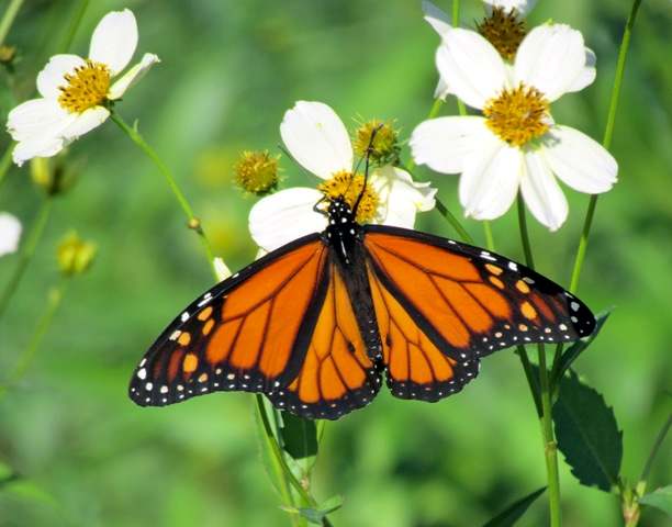 Monarch Butterfly