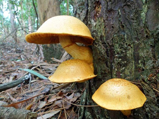 Spectacular Rustgill fungus
