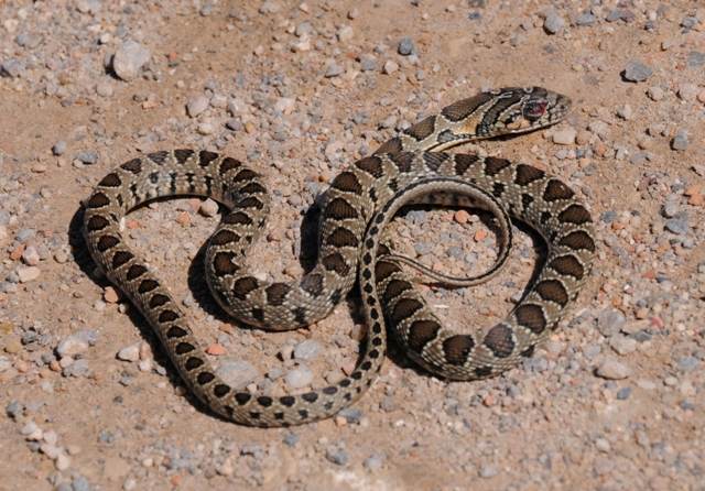 Horseshoe Whipsnake