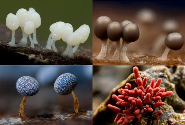 Various slime moulds