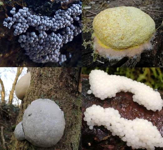 Slime moulds
