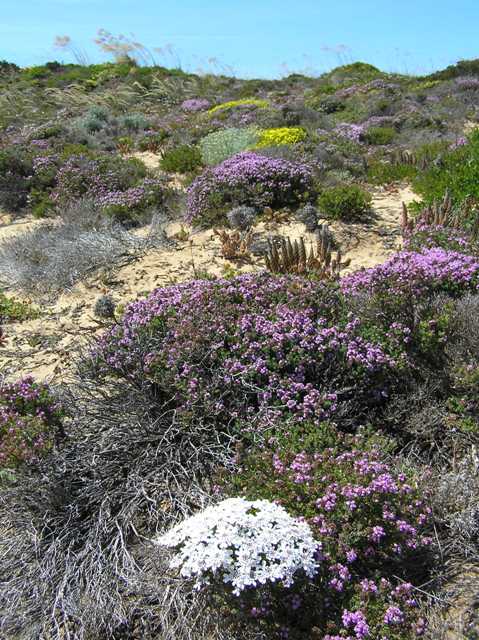 The fabulous flora of Cape St. Vincent