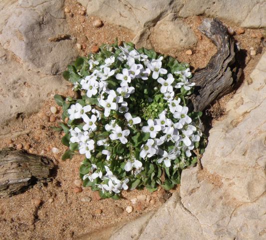 The rare Ionopsidium acaule