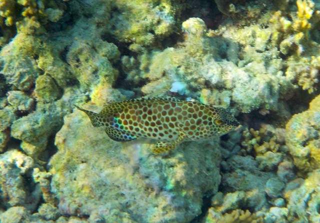 A Greasy Grouper