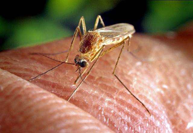 Mosquito in action