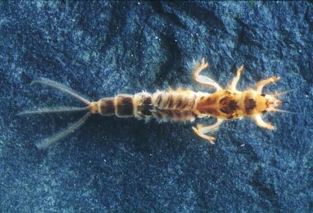 Mayfly nymph