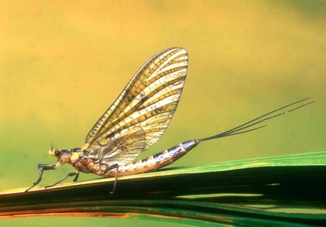 Femail mayfly dun