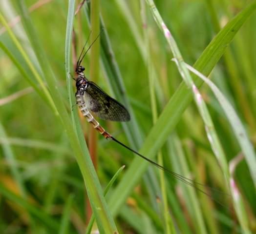 Male Mayfly spinner