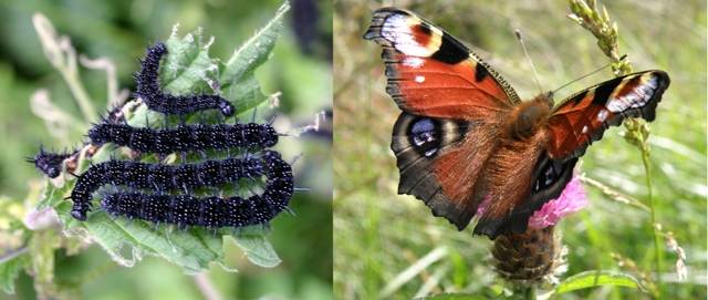 Black caterpillars