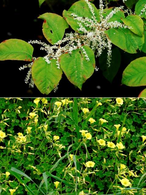 Japanese Knotweed and Bermuda Buttercup