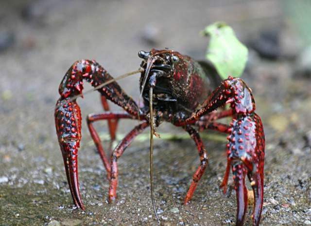 Red Swamp Crayfish