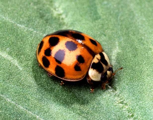 Harlequin Ladybird
