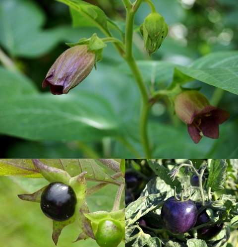 Poisonous plants