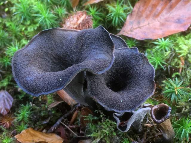 Horn of Plenty