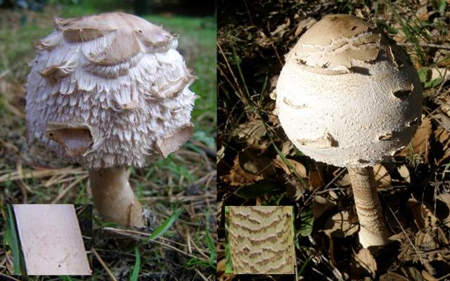 Parasol Mushrooms