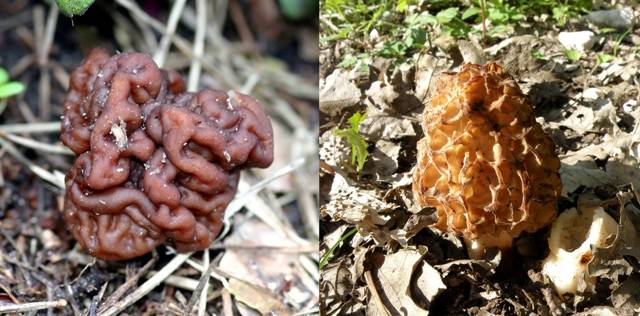 Morels