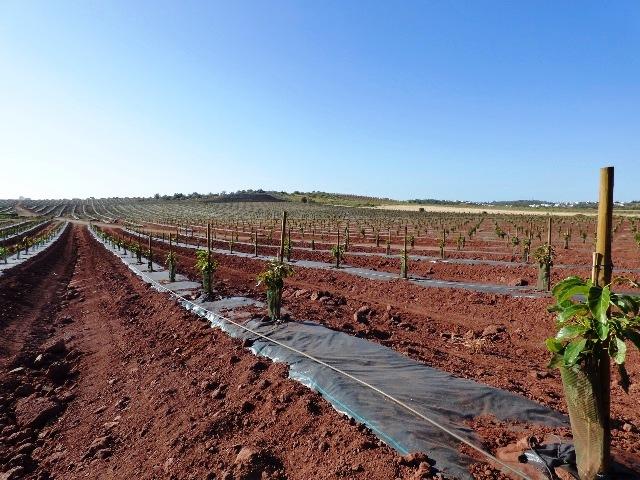 A monoculture desert