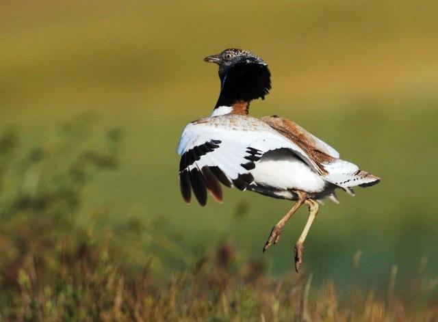 Little Bustard