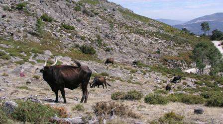 Ancient cattle breed grazing