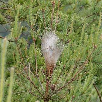Nests of Processionary Moth caterpillars