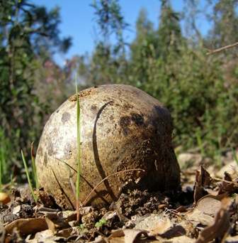 Dyeball Fungus Pisolithus arrhizus