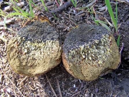 Spores of the Dyeball Fungus