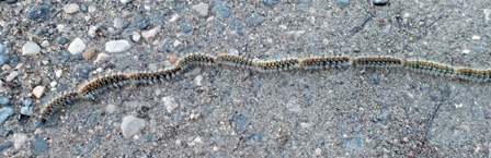 Processionary Moth caterpillars