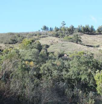 Haliotis