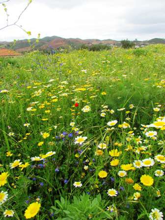 A meadow in the Algarve