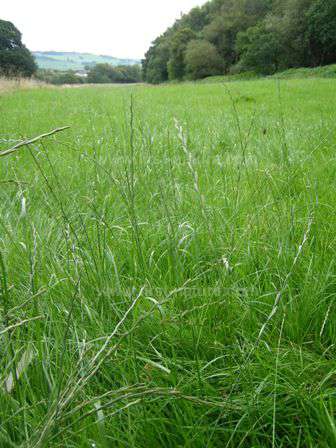 A meadow in Wales