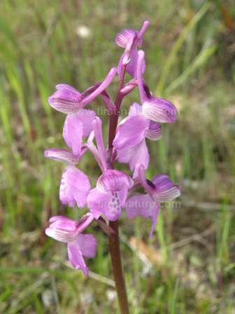 Green-winged Orchid